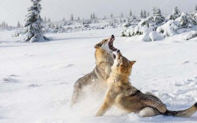 Pianeta di ghiaccio e di lupi